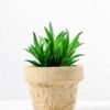 plant in paper pot*3 GS-3180093