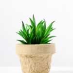 plant in paper pot*3 GS-3180093