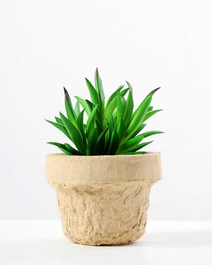 plant in paper pot*3 GS-3180093