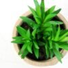 plant in paper pot*3 GS-3180093