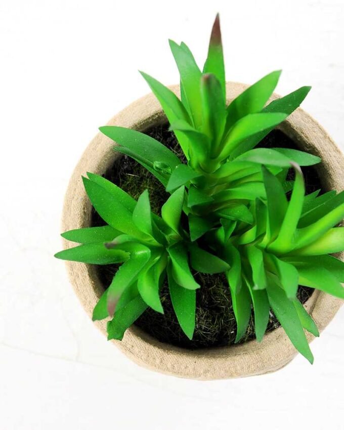 plant in paper pot*3 GS-3180093