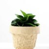 desert plant in glass pot GS-3180094
