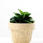 desert plant in glass pot GS-3180094