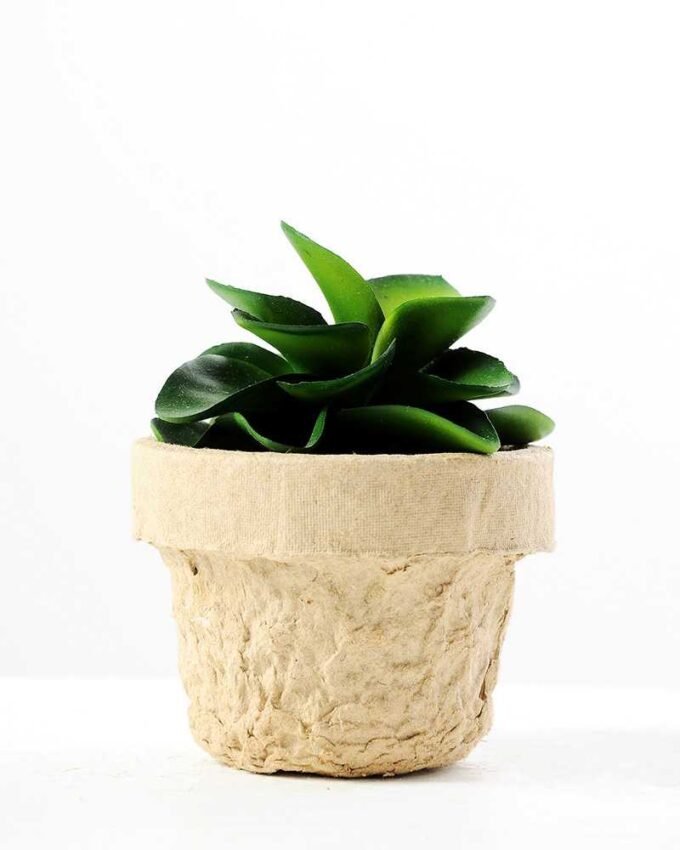 desert plant in glass pot GS-3180094