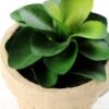 desert plant in glass pot GS-3180094