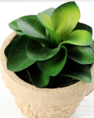 desert plant in glass pot GS-3180094 Succulent YeahFlower is one of Chinese leading OEM manufacturers and exporters , supplying the silk flowers, wholesale artificial trees desert plant in glass pot GS-3180094