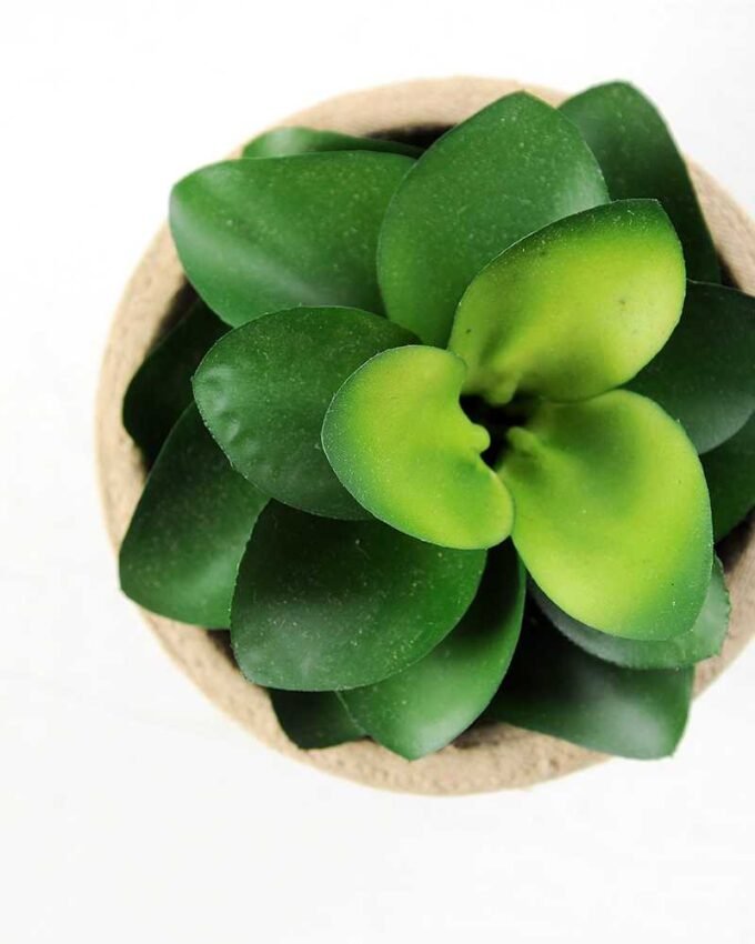 desert plant in glass pot GS-3180094