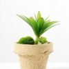plant in paper pot GS-3180095