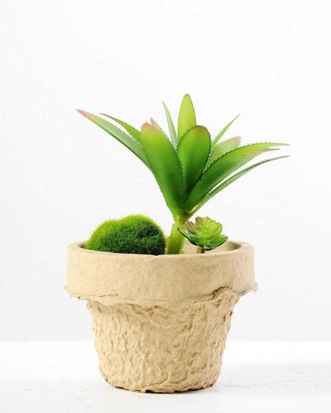 plant in paper pot GS-3180095