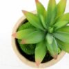 plant in paper pot GS-3180095