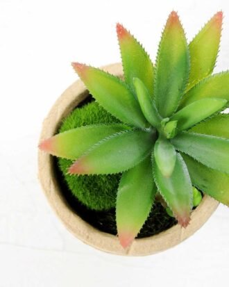 plant in paper pot GS-3180095 Succulent YeahFlower is one of Chinese leading OEM manufacturers and exporters , supplying the silk flowers, wholesale artificial trees plant in paper pot GS-3180095