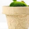 plant in paper pot GS-3180095