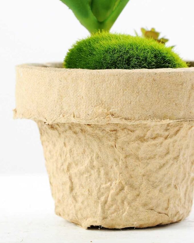 plant in paper pot GS-3180095