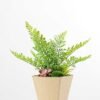 succulent plant  in paper pot GS-3180097