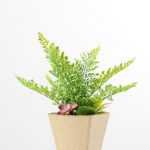 succulent plant  in paper pot GS-3180097
