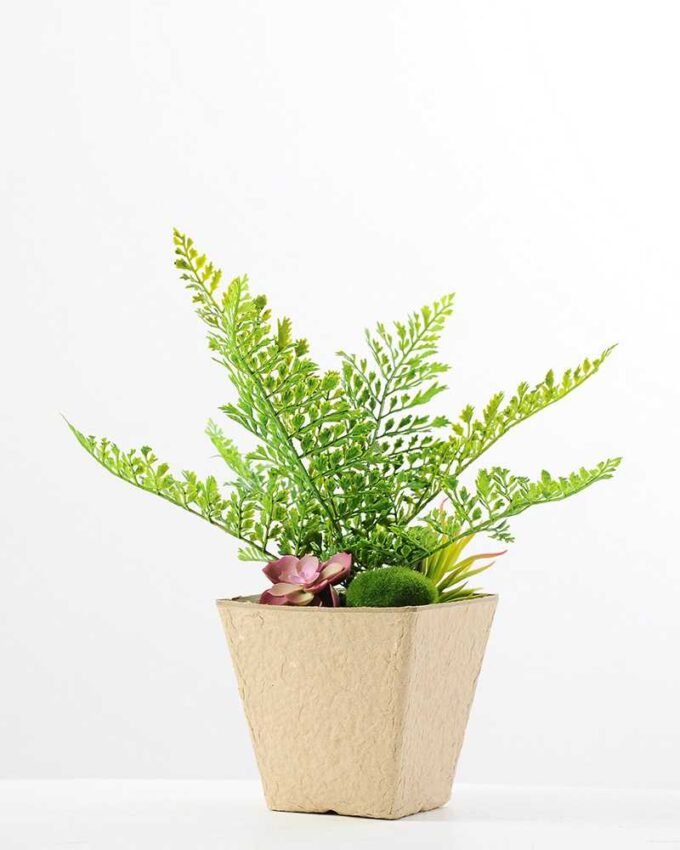 succulent plant  in paper pot GS-3180097