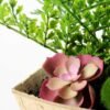 succulent plant  in paper pot GS-3180097