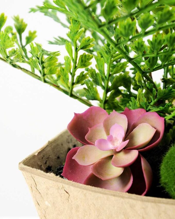 succulent plant  in paper pot GS-3180097