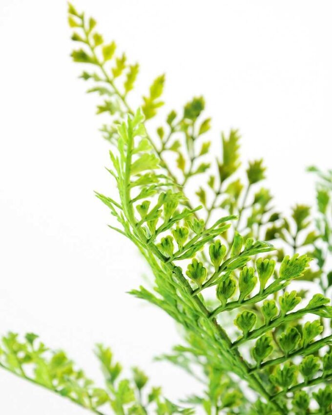 succulent plant  in paper pot GS-3180097