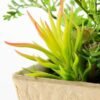 succulent plant  in paper pot GS-3180097