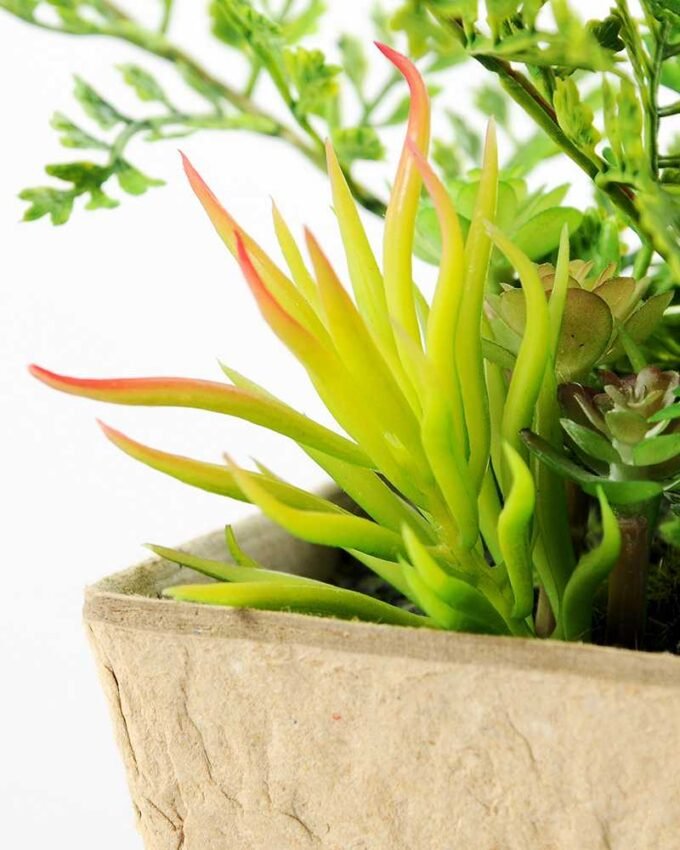 succulent plant  in paper pot GS-3180097