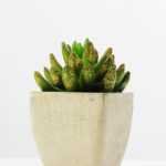 12.5cm   encrinite in  pot GS-3180102