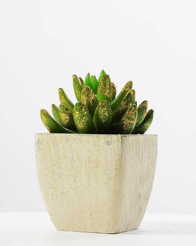 12.5cm   encrinite in  pot GS-3180102