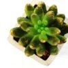 12.5cm   encrinite in  pot GS-3180102