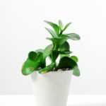 14cm succulent plant in paper pot*3 GS-3180113