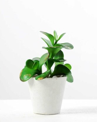 14cm succulent plant in paper pot*3 GS-3180113