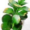 14cm succulent plant in paper pot*3 GS-3180113 2 14cm succulent plant in paper pot*3 GS-3180113