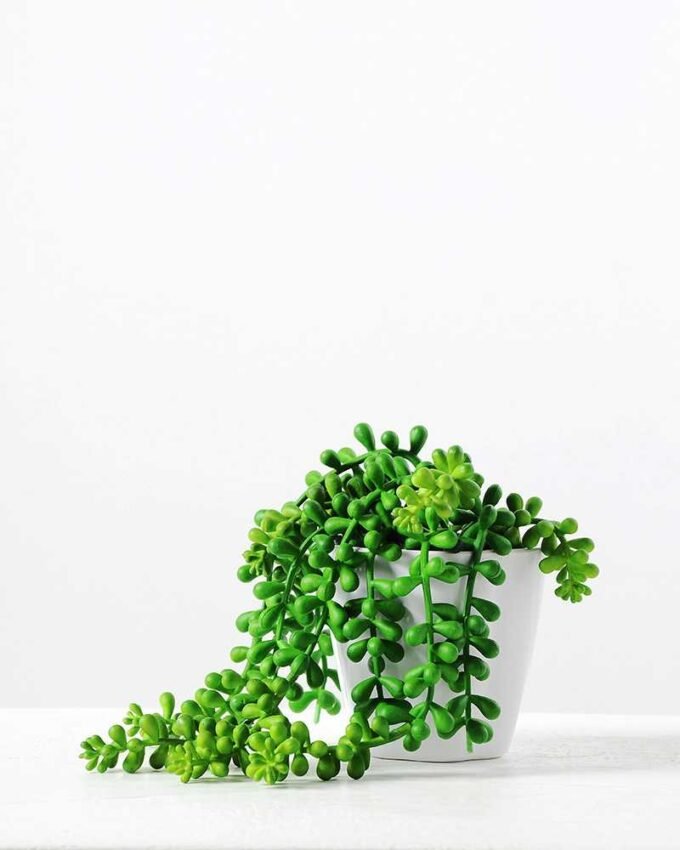 H: 14cm Pearl Chlorophytum potted GS-3180114 1 H: 14cm Pearl Chlorophytum potted GS-3180114