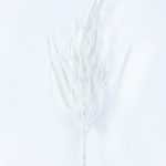 10*41CM Dried?Branch GS-3270159