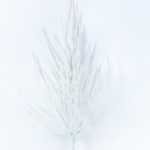 19*52CM Dried?Branch GS-3270161