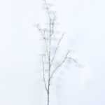 8*92CM Rose Pine Spray GS-3270170