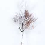 20*52CM Snow Branch Spray GS-3270177