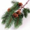 15*57CM Pine needle & plastic pine cone GS-3270203