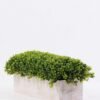 8" many young blue rectangular tubs GS-3300088 1 8" many young blue rectangular tubs GS-3300088