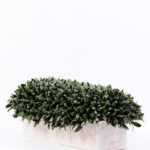 8" oblong pepper leaves GS-3300090