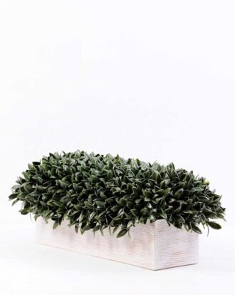 8" oblong pepper leaves GS-3300090