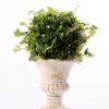 topiary Ball in paper pot GS-3300099