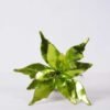 26*45CM Single Poinsettia GS-3350057