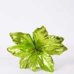 23*46CM Single Poinsettia GS-3350087