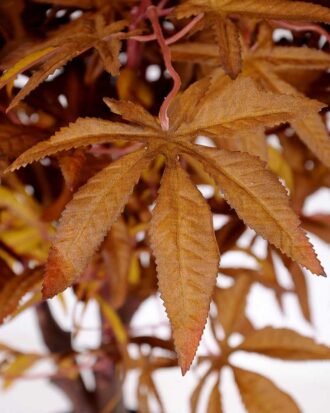 75*90CM maple tree GS-3420009