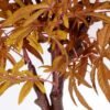 75*90CM maple tree GS-3420009 4 75*90CM maple tree GS-3420009