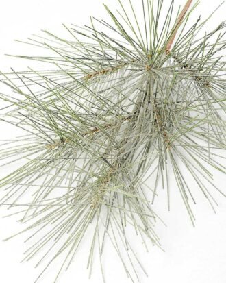 28" Pine needle GS-3480102D
