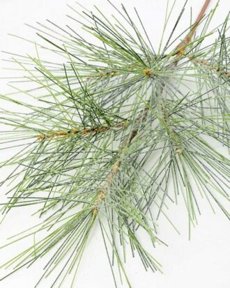 28" Pine needle GS-3480102F