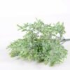 27*34CM Plastic Lavender Bush*7 GS-3660045-G1
