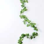 W18 H200cm Perilla Leaf Garland GS-3710001