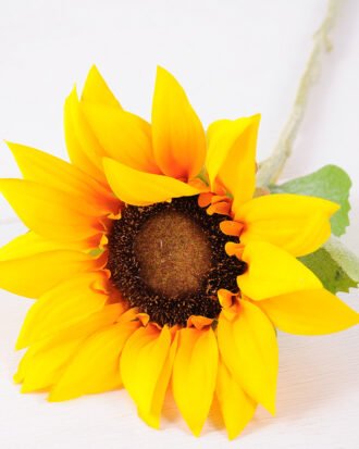 60cm Single Sunflower GS-1450127-Y2